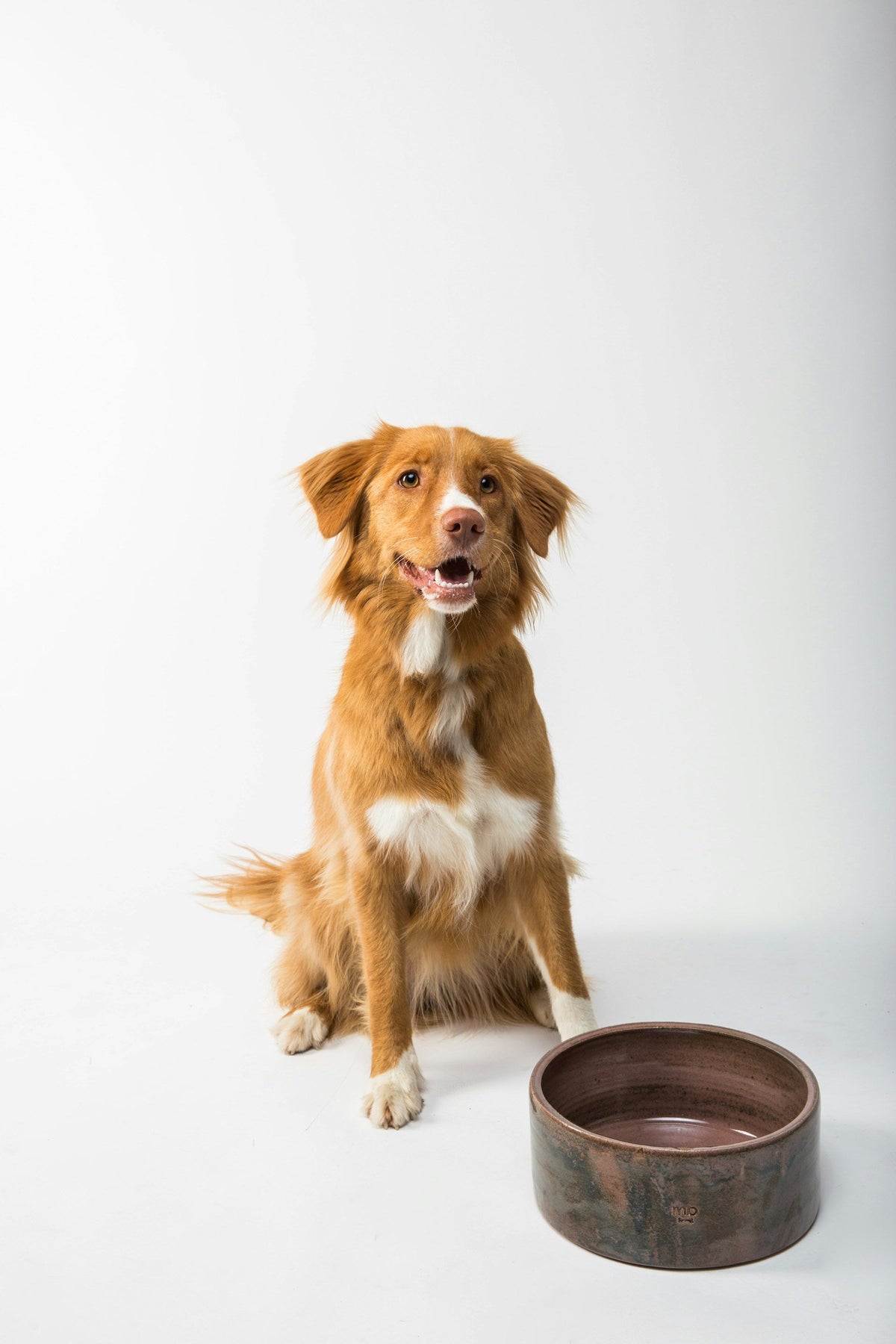 Bowls & Feeding