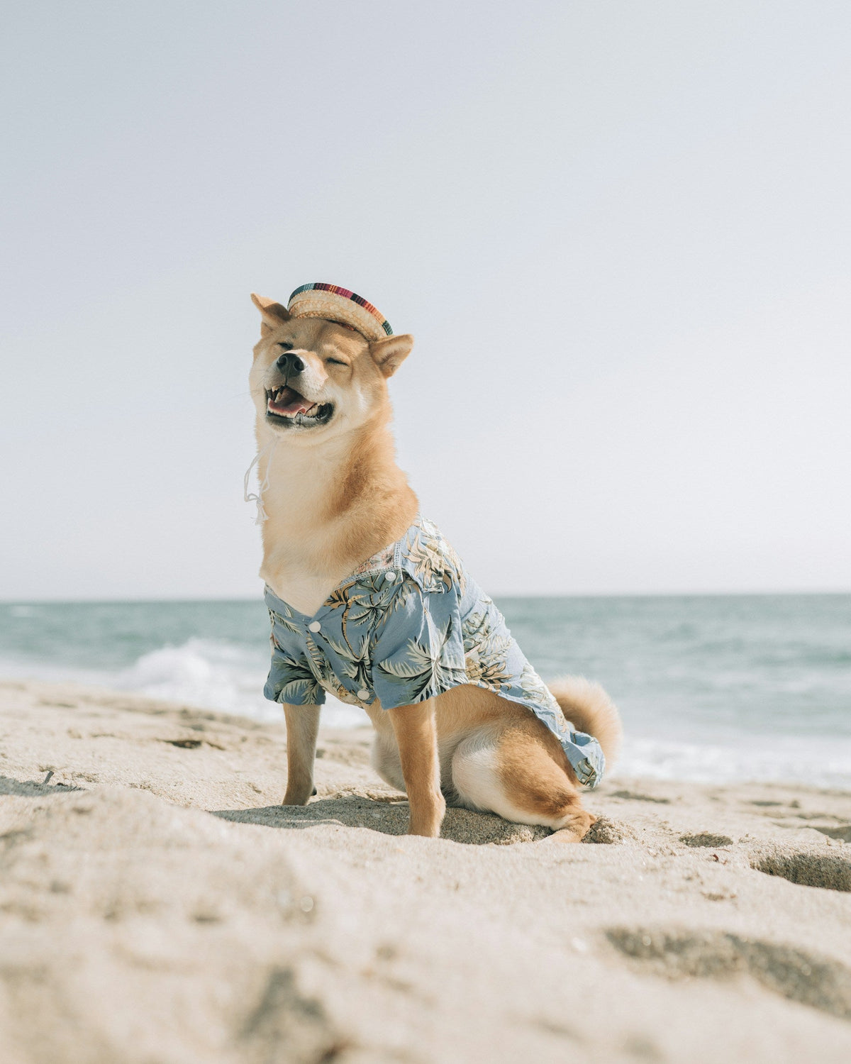 Dog Clothing & Accessories