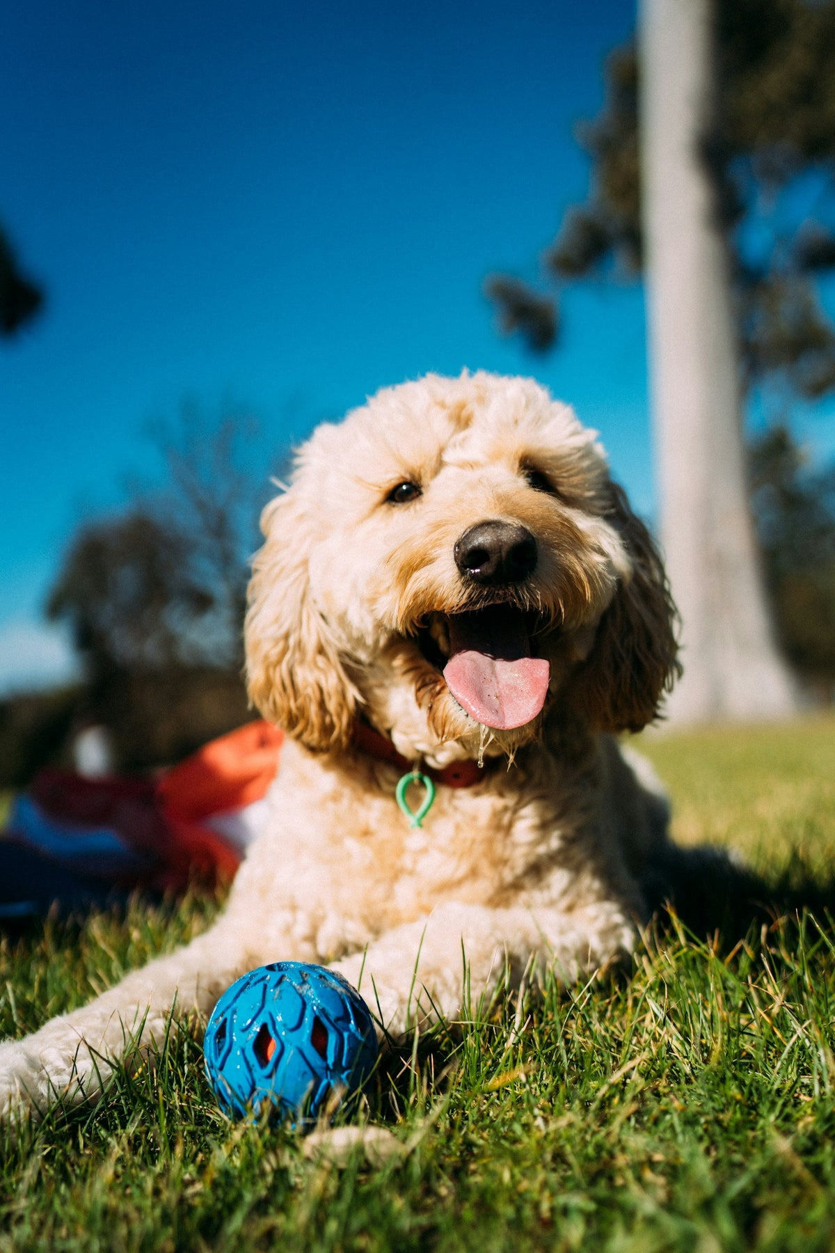 Toys & Chews
