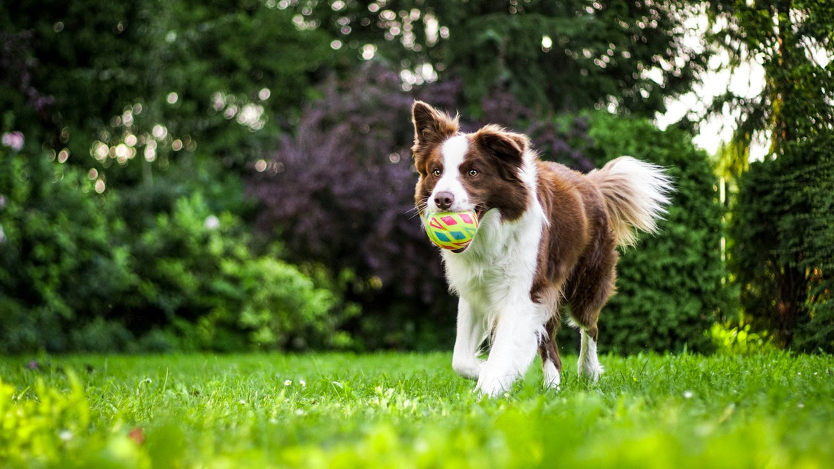 Training & Behavior