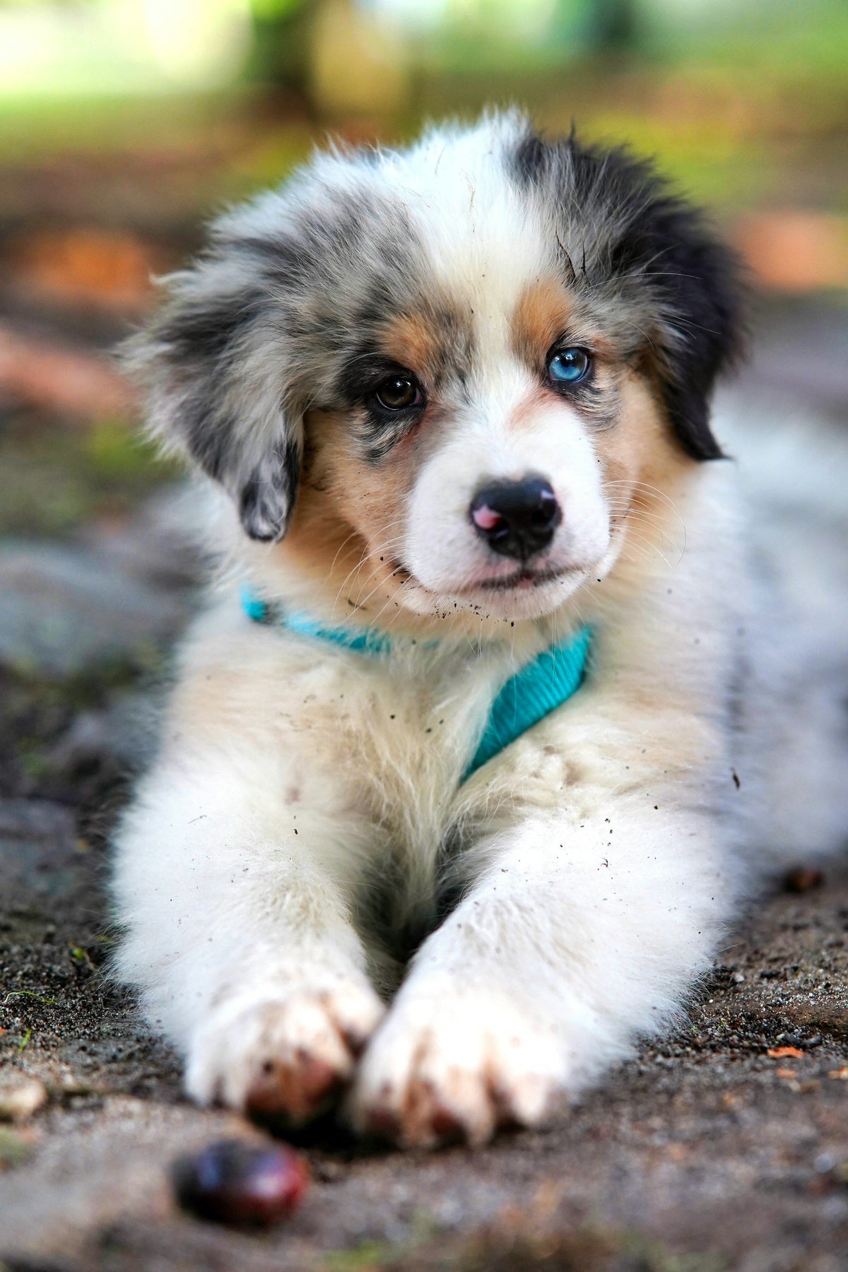 Puppy Essentials