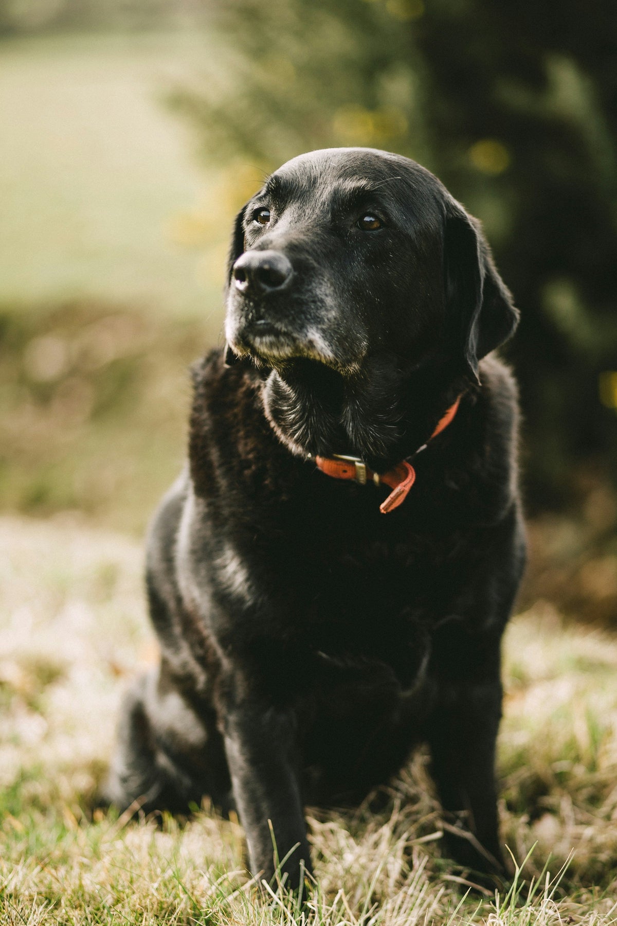 Senior Dog Care