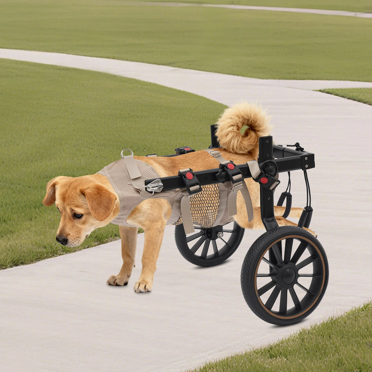 Bymaocar Pet Walking Aid And Rehabilitation Wheelchair For Dogs 65kg