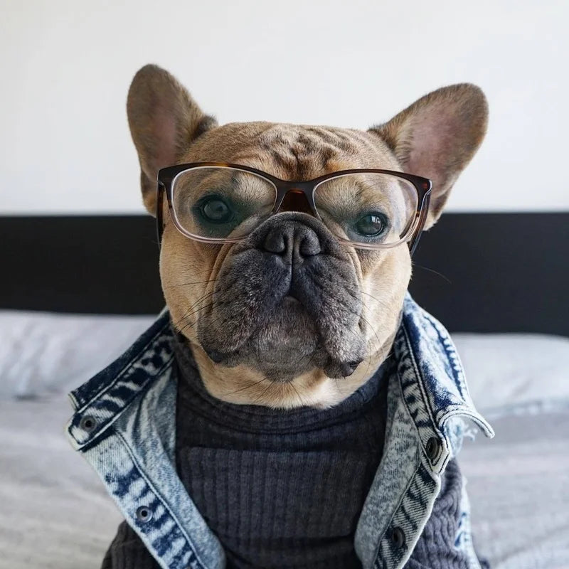 YOUDUDU Denim Jacket For Dogs Pet Jeans Coat With Holes