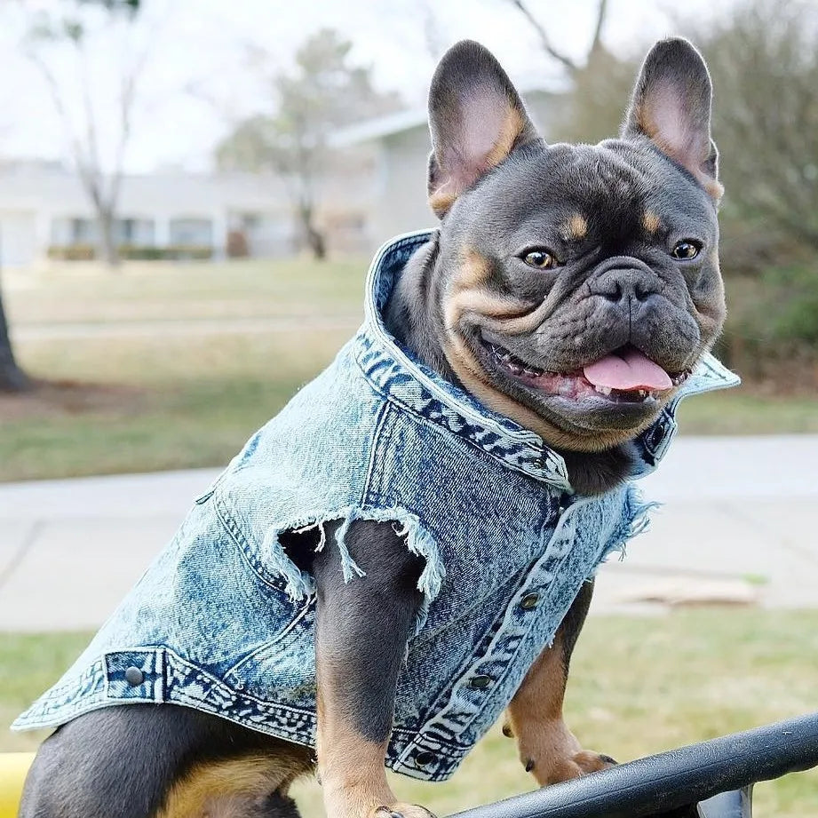 YOUDUDU Denim Jacket For Dogs Pet Jeans Coat With Holes