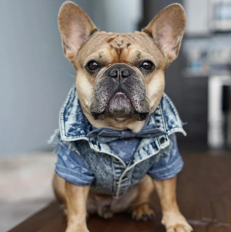 YOUDUDU Denim Jacket For Dogs Pet Jeans Coat With Holes
